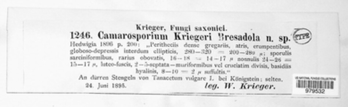 Camarosporium kriegeri image